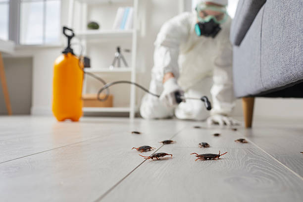 Post-Treatment Bed Bug Interceptor Monitoring in Rio Dell